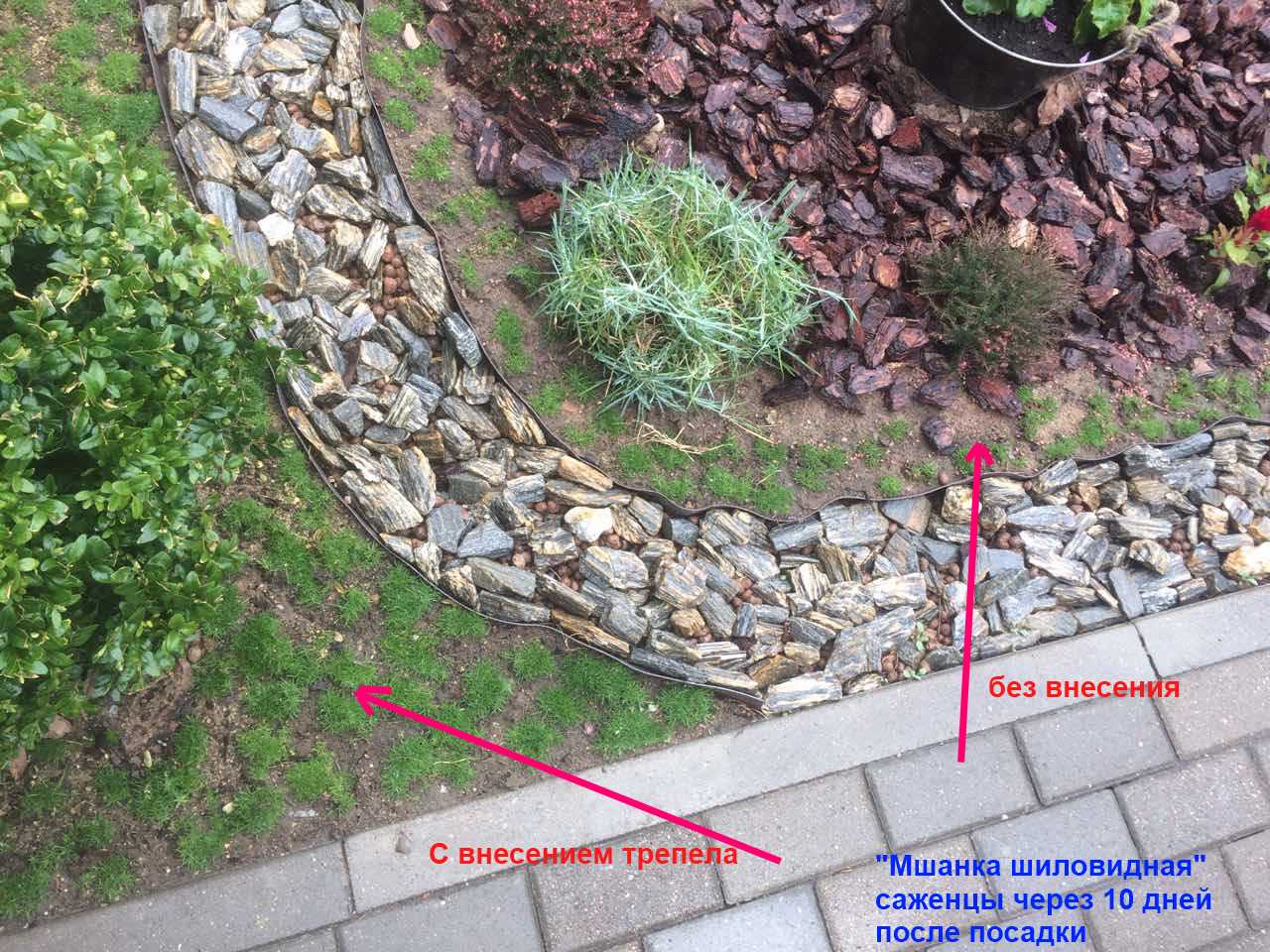 ирландский мох